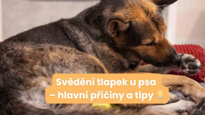 Pes si olizuje tlapku, příčina svědění