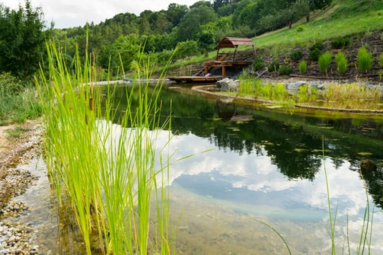 Přírodní rybník v zahradě s rostlinami a dřevěnou chatkou.
