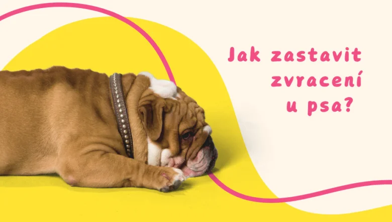 Bulldog ležící na zemi, vypadá nemocně – jak zastavit zvracení u psa?
