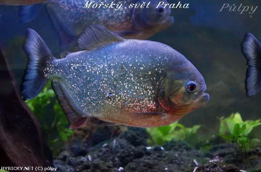 Velká piraň plavoucí v akváriu s rostlinami na pozadí.