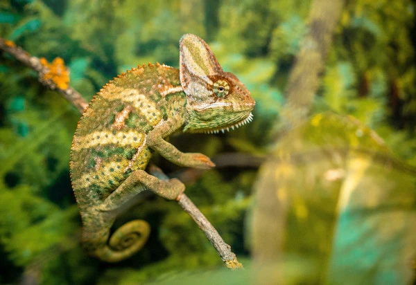 Chameleón sedící na větvi v přírodě