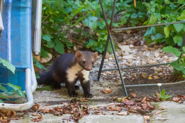Mladá kuna stojí na zahradní cestě mezi rostlinami