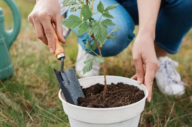 Sazba maliny do květináče s hrábem