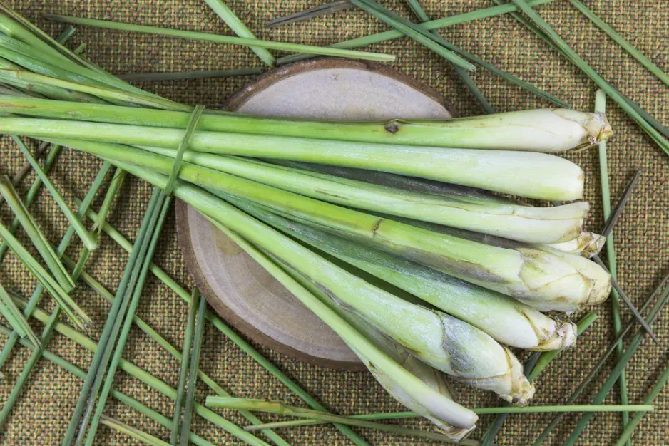 Svěží citronová tráva připravená k pěstování nebo použití.