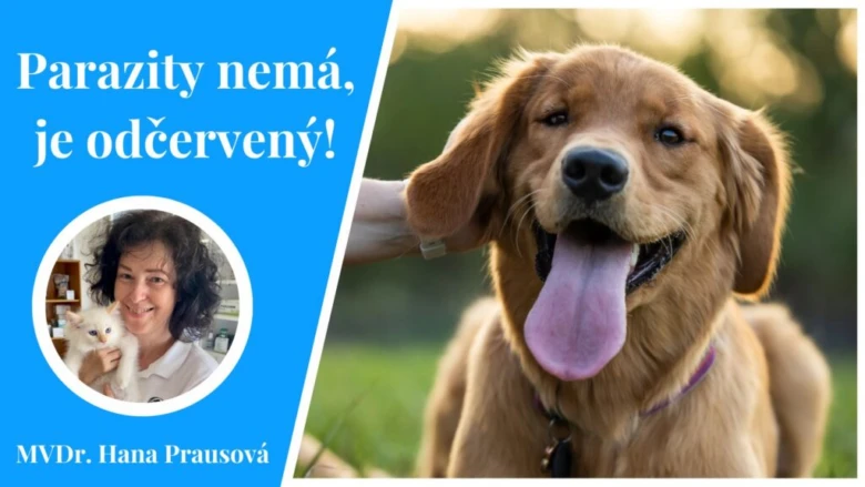 Zdravý pes bez parazitů po odčervení