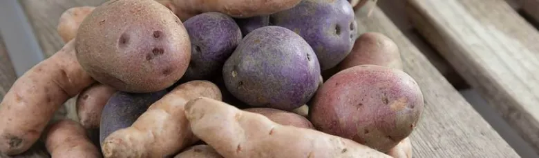 Různobarevné brambory v pytlíku na dřevěném povrchu