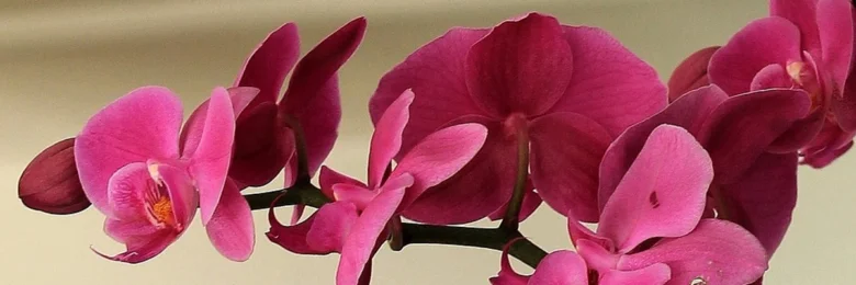 Růžové orchideje na tmavém stonku s neutrálním pozadím.