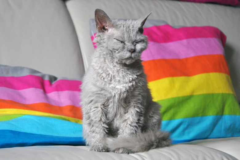 Šedá kočka devon rex sedí na gauči vedle barevných polštářů.