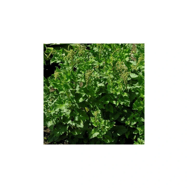 Goat's beard plant