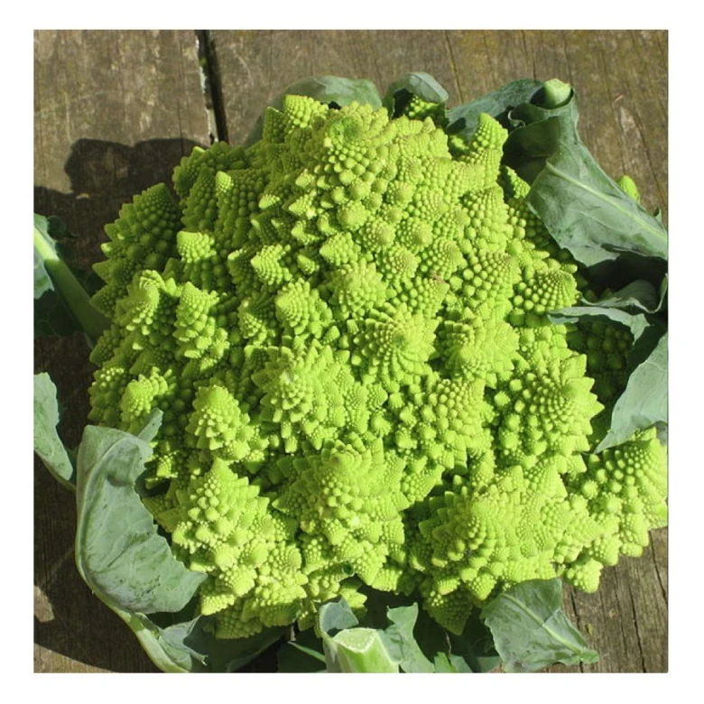 Čerstvá hlava brokolice romanesco s listy na dřevě.