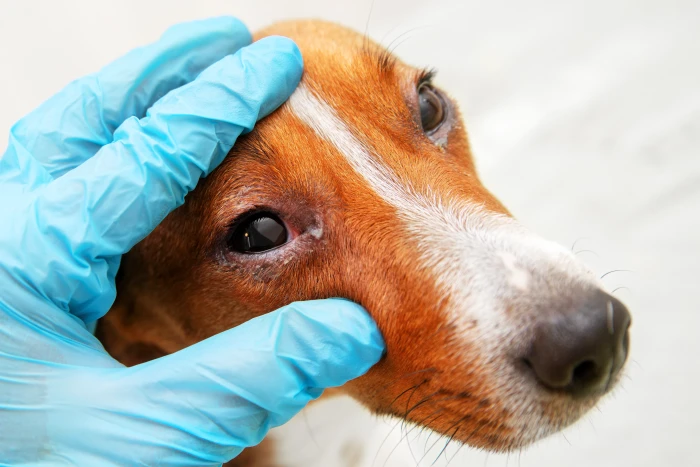 Psovo s červeným bělmem při veterinárním vyšetření