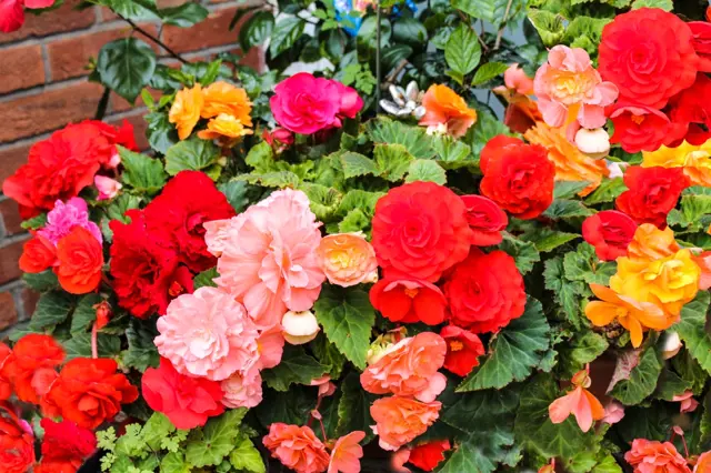 Begonia flowers in bloom