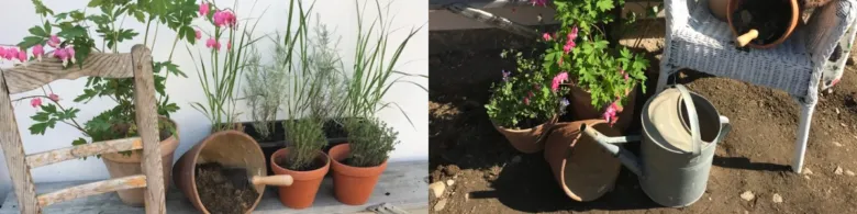 Trvalky v hrncích na balkóně s zahradnickými nástroji.