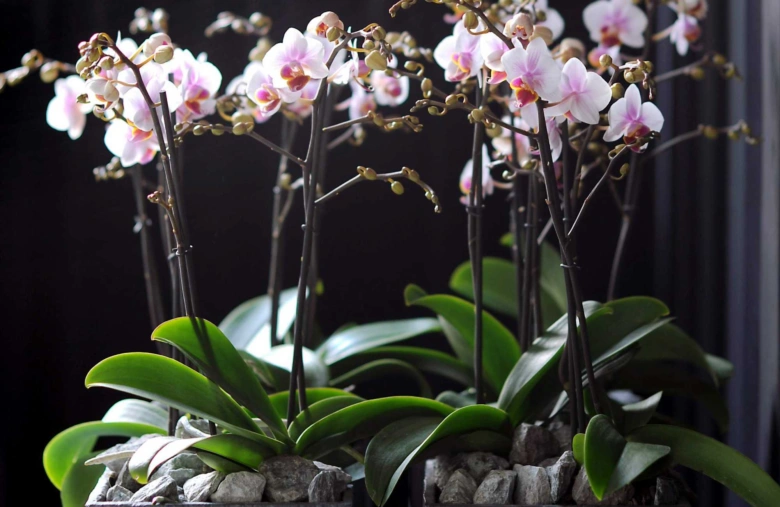 Květy fialových orchidejí v květu na tmavém pozadí.