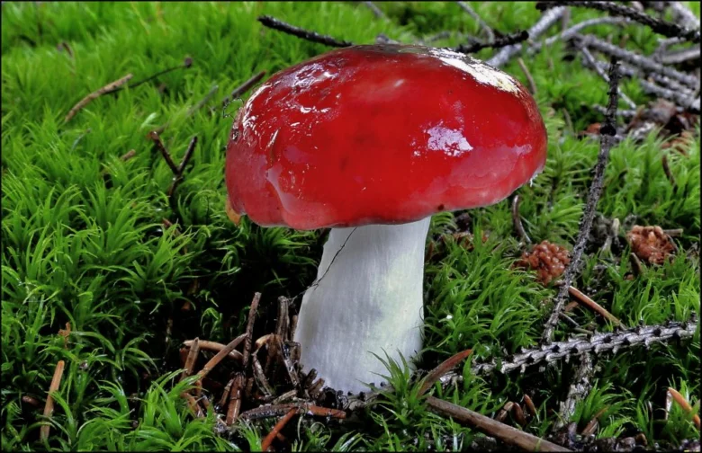 Červená holubinka vrhavka rostoucí v mechu.