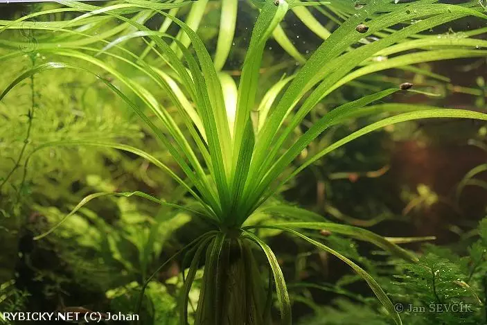 Řezan pilolistý rostoucí v akváriu s jinými vodními rostlinami.