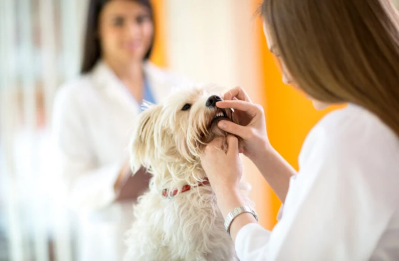 Veterinář zkoumá zuby malého bílého psa.