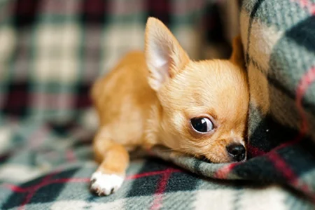 Malý chihuahua odpočívá na pruhovaném deku.