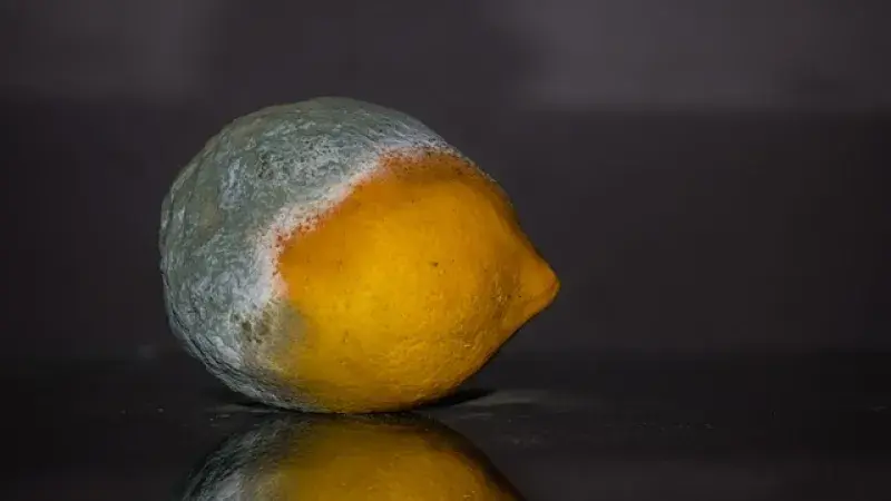Zelená plíseň na žlutém citronu, ilustrace pro článek o plísni.