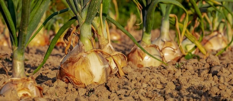 Cibule rostoucí v zemi na zahradě