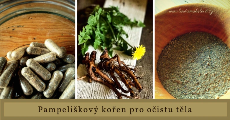 Kořen pampelišky v kapsulách, čerstvý kořen a prášek