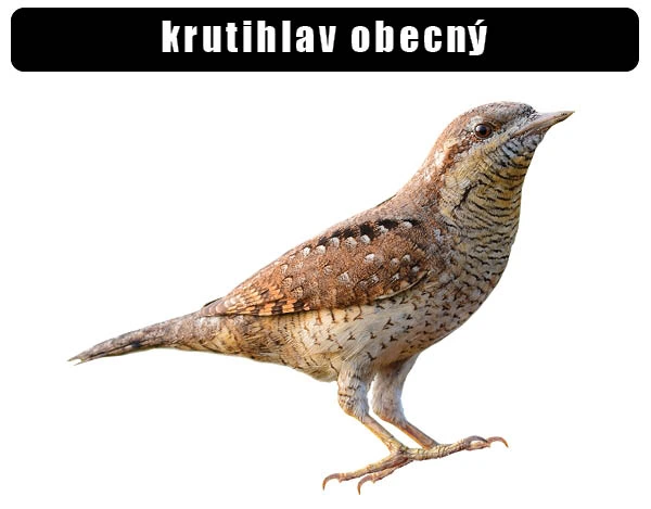 Fotografie krutihlava obecného stojícího na bílém pozadí.