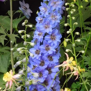 Modré květy ostrožky stračky delphinium rostoucí na zeleném lůně.