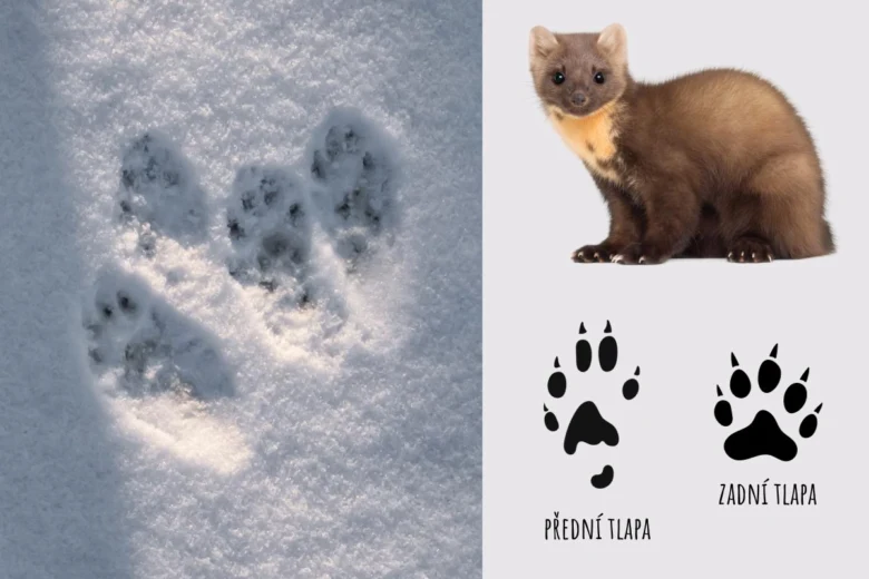 Stopa kuny s diagramem přední a zadní tlapky.