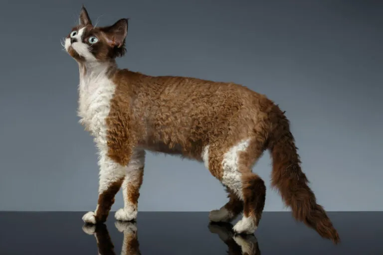 Devon rex kočka stojící na lesklém povrchu.