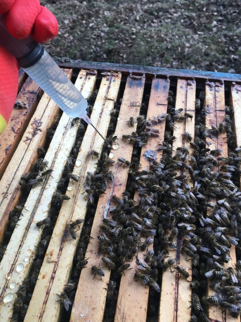 Včelař krmit včely roztokem z injekční stříkačky.