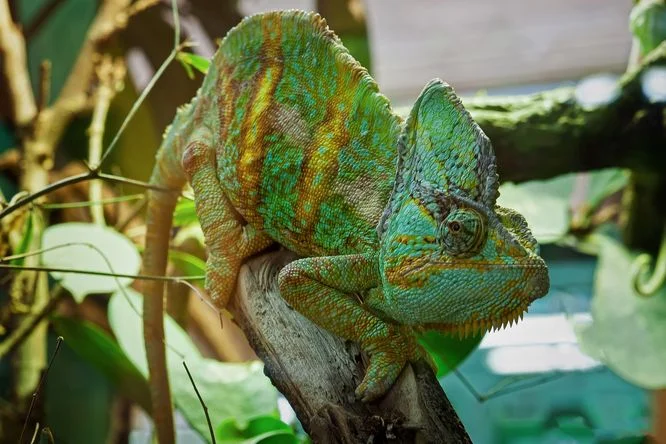 Zelený kameleon sedící na větvi v přírodě