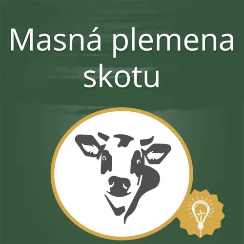 Ilustrace masných plemen skotu s nápisem v češtině.