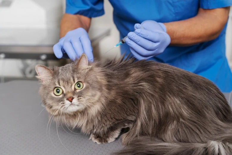 Kočka dostává očkování od veterináře s jehlou.