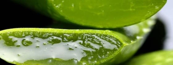 Zelený list aloe vera s vnitřním želé