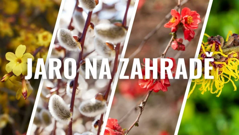 První jarní kvetoucí keře v zahradě