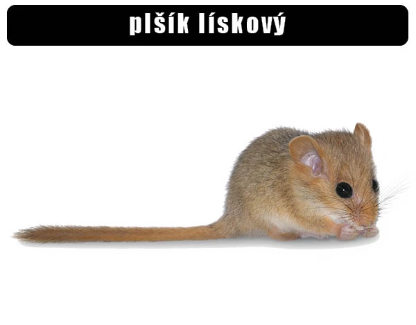 Plšík lískový v profilu na bílém pozadí