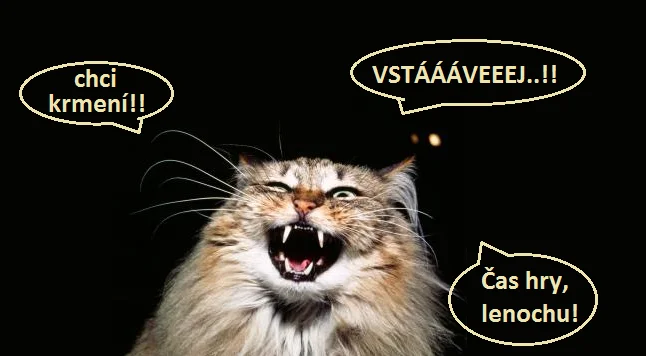 Vtipná kočka křičící o jídlo a hru v češtině.