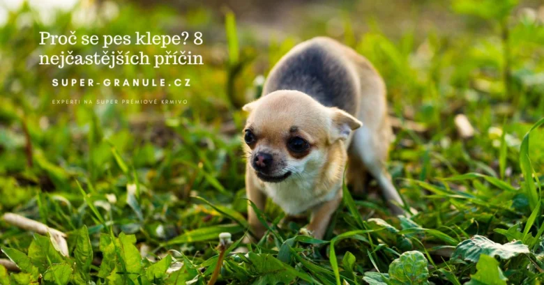 Malý pes klepe na trávníku, důvody v textu.