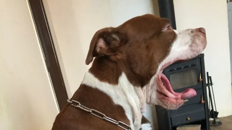 Hnědo-bílý pitbulteriér se zívá u kamna v interiéru.