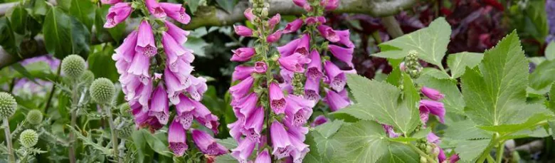 Fialové květy Digitalis purpurea v zahradě.