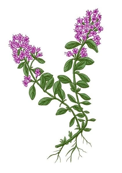 Ilustrace mateřídoušky s fialovými květy a kořenem.