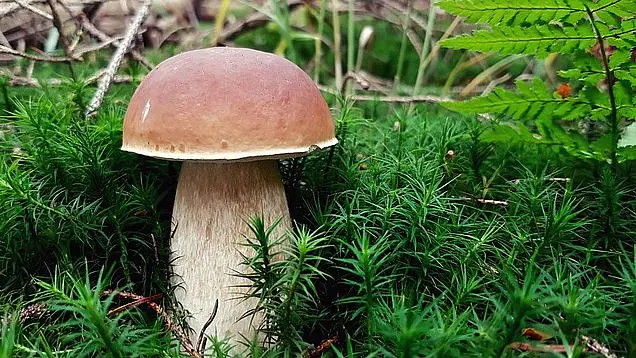 Čerstvá houba v lese, vhodná pro mrazák