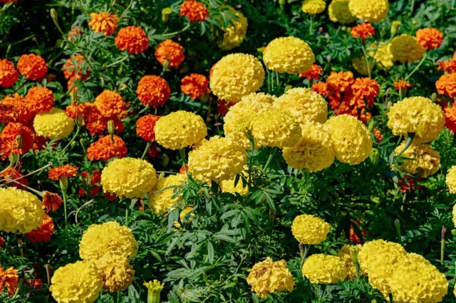 Žluté a oranžové květy aksamitníku rozkladitého v zahradním záhonu.