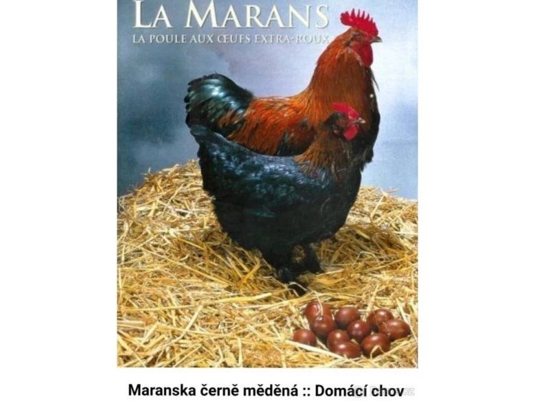 Maranská kuřata s tmavými vejci na slámě venku.