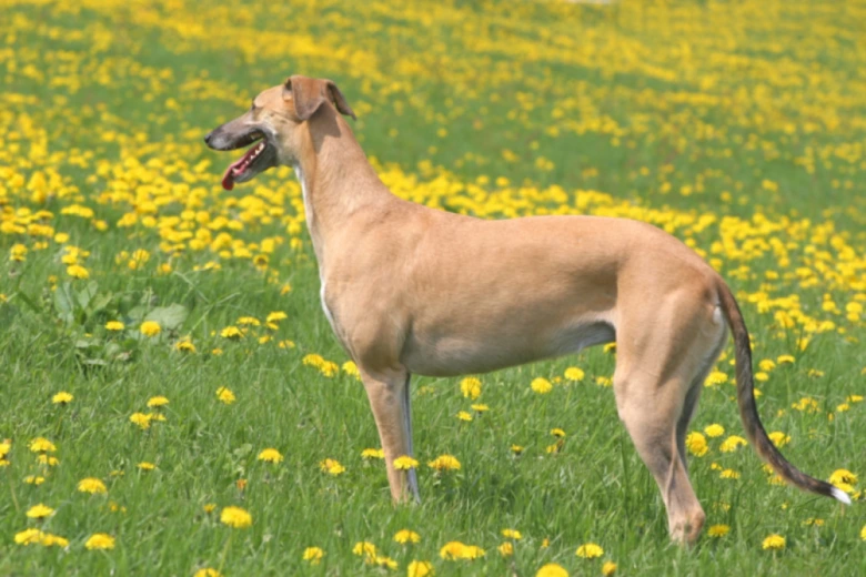 Španělský galgo stojí na louce s žlutými květy.