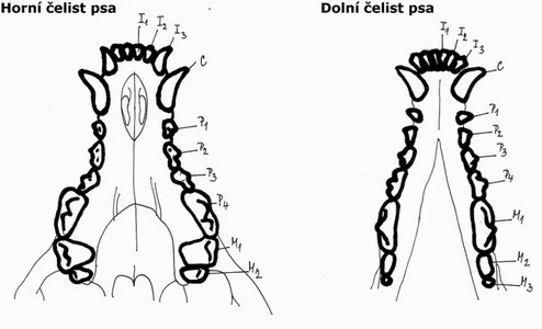 Schéma zubů psa: horní a dolní čelist s označením jednotlivých zoubků.