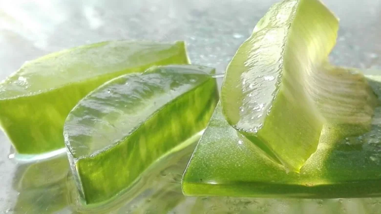 Kousky čerstvého aloe vera s průsvitnou želatinovou texturou