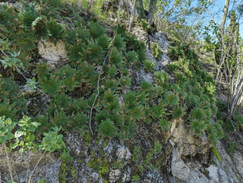 Jeruzalémský artyčok rostoucí na skalním svahu.