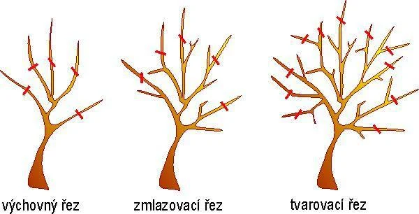 Oprava stromu jabloně třemi typy řezu