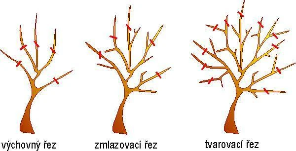 Typy stříhání jabloní pro bohatou úrodu